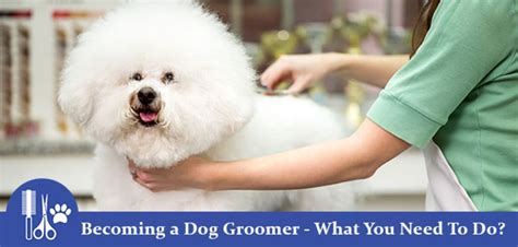How do you become a dog groomer. Things To Know About How do you become a dog groomer. 